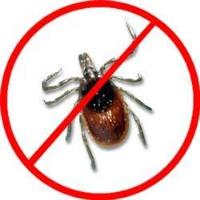 Tick Control Guys image 1